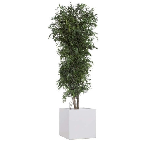 Albero nicoly stabilizzato - nicoly, h
