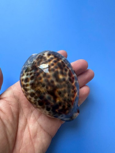 Cypraea tigris - |,