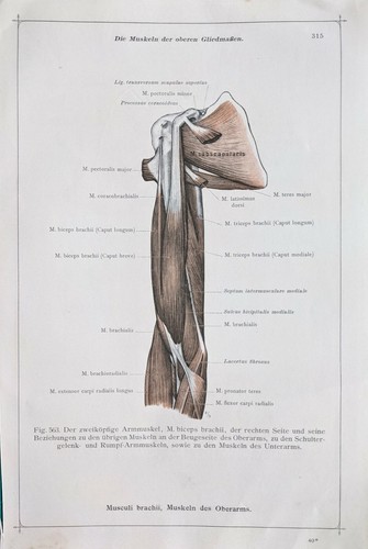 Stampa anatomica tedesca 1911 - stampa,
