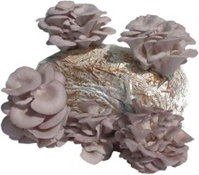 KIT COLTIVAZIONE FUNGHI PLEUROTUS PANI FUNGO ORECCHIONE Balla Grande PRODUZIONE