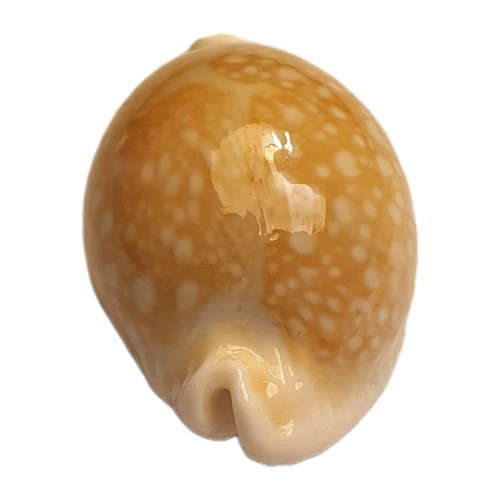 Cypraea miliaris 47mm rostrate