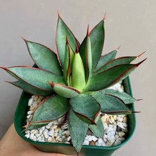Agave viva 8 cm 1 pz 'bordeaux