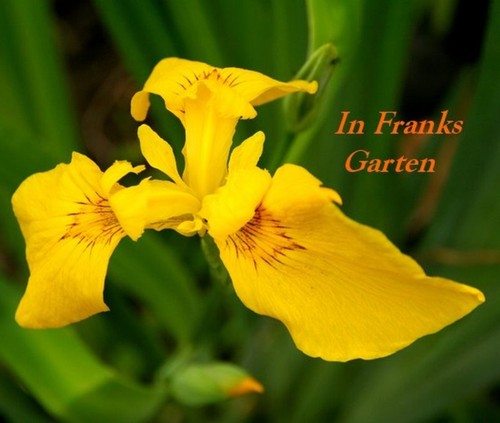 Iris pseudacorus wilde - iris, pseudacorus,
