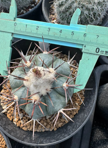 Rara pianta succulenta - pianta,