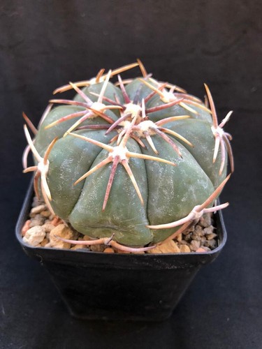 Echinocactus horizonthalonius