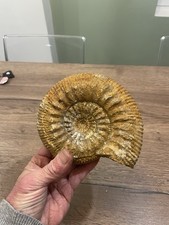 grande ammonite fossile