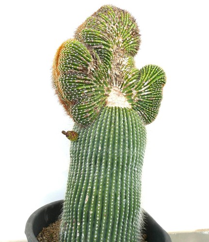 Carnegiea polylopha saguaro - carnegiea,
