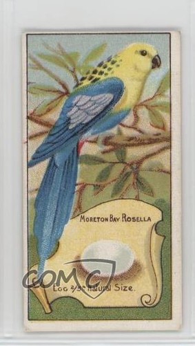 1911 wills birds - 1911,