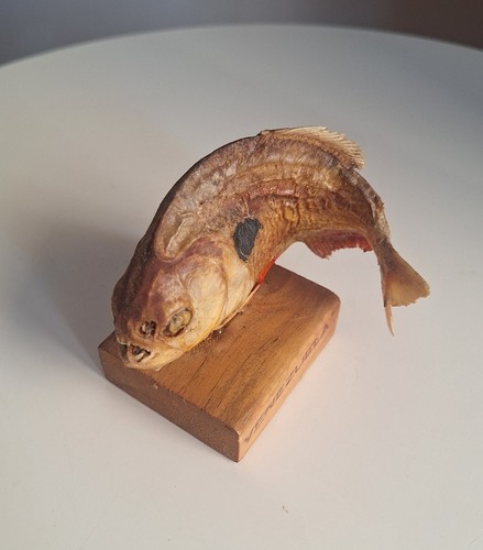 Piranha imbalsamato