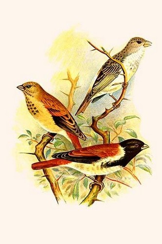 Grey singing finch canary - singing,