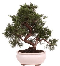 Bonsai - Juniperus chinensis 'Kyushu', Chinesischer Wacholder 224/74