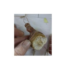 1 PZ PROSCIUTTO in cera    5 6