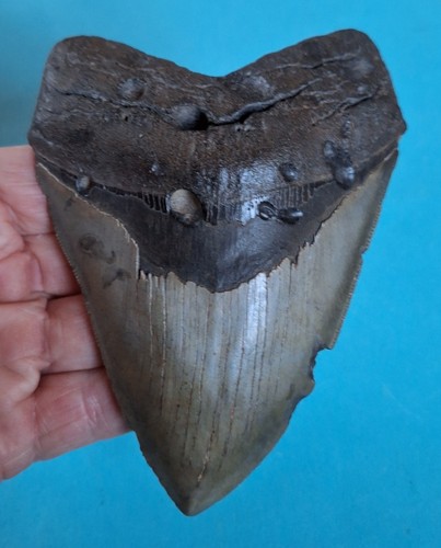 Dente di megalodonte - cm,