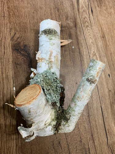 Tronco betulla bianco - tronco,