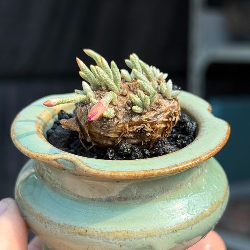 Pianta succulenta 5 - 2-2,5, cm