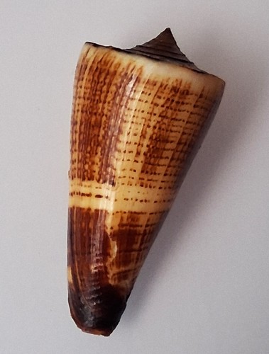 Bellissimo modello scuro - , conus