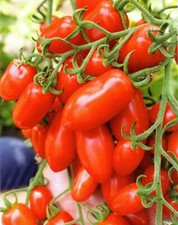50 semi POMODORO PO9392 F1 -