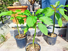Phytolacca Dioica plant Ombù tree albero bottiglia bonsai caudex SUD AMERICA