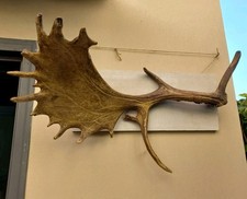 Grande palco di daino - Corno