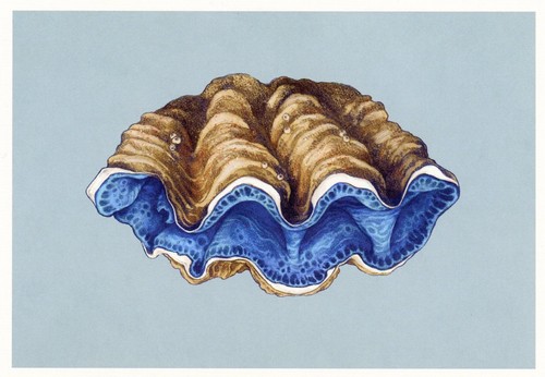 Artiglia gigante tridacna - gigante, (tridacna