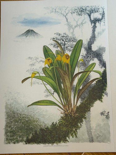 Treasure masdevallia - of,