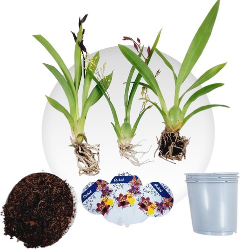 Piante orchidee interno - di,