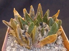 ARIOCARPUS SCAPHAROSTRUS from seed 6,5CM aztekium copiapoa euphorbia astrophytum