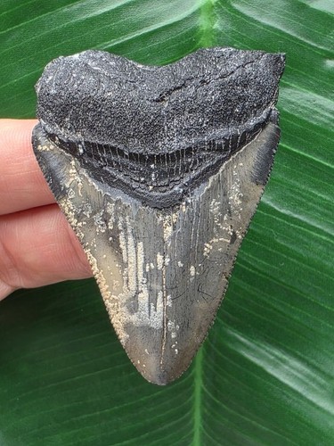 Dente affilato del megalodonte