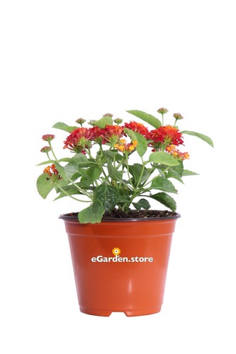 Pianta vera lantana camara - vera,