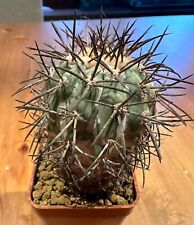 Copiapoa lembckei. Own Roots, 4.5 cm, H7 cm, 5 cm Pot, Not Aztekium, Ariocarpus
