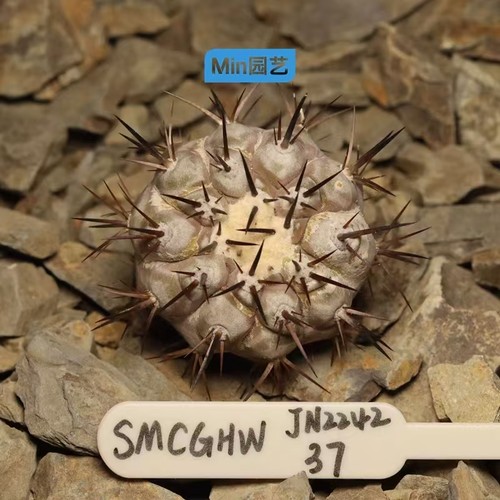 Copiapoa cinerea - cm,