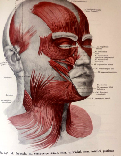Manuale atlante anatomia - di,