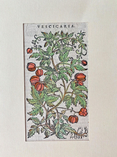 Mattioli xilografia 1500 - xilografia,