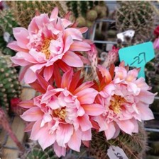 Pianta succulenta di cactus