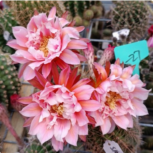 Pianta succulenta cactus - pianta,