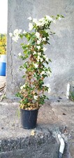 Pianta Bougainvillea Bianca Alberello