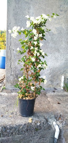 Pianta bougainvillea bianca - pianta,