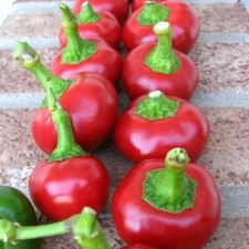 Cherry Pepper Seeds (Large