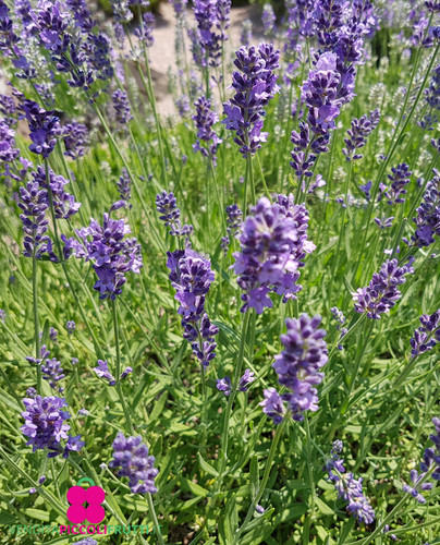 Pianta lavanda angustifolia - di,