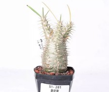 Pot 6.5cm Rare Cacti