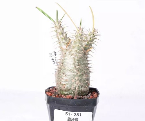 Pot 5cm rare cacti - pot,