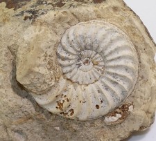 Ammonite, Pleuroceras solare