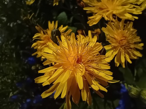 Pippau dei prati - ,, crepis