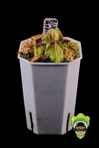 Cephalotus follicularis - cephalotus,