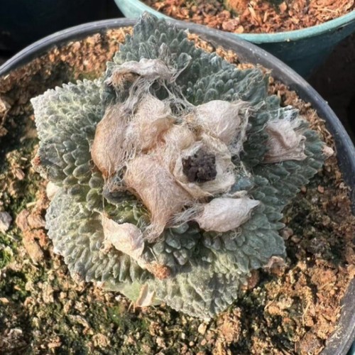 Pianta succulenta cactus - pianta,