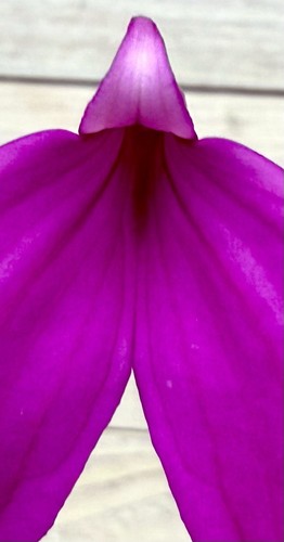 Masdevallia specie viola - masdevallia,