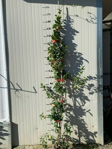 Piante rincosperma - 10,