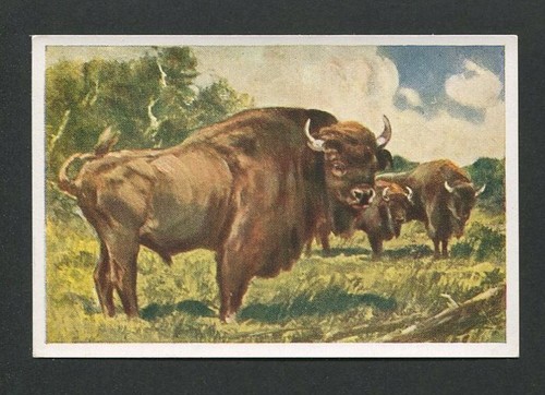 Animali bisonte - animali, saggio