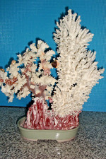 MADREPURKA GORGONIA BONSAI 2