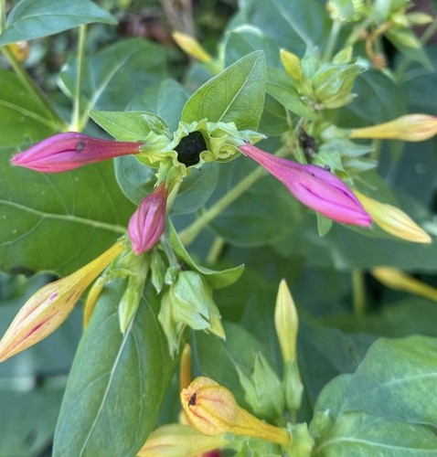 Semi fiori bella - ,